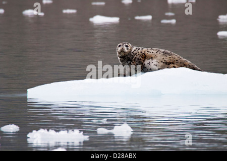 L'Amérique du Nord. USA. De l'Alaska. Parc national Wrangell St Elias. Repéré le phoque commun reposant sur l'Ice Berg Banque D'Images
