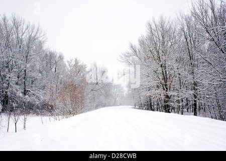 Route flanquée d'arbres couverts de neige Banque D'Images
