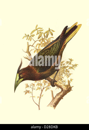 Numérisation haute résolution améliorée de la couleur victorienne antique de Waglers Cassicus Assiette du livre d'oiseaux de Cassell 'Waglers Cassicus' des années 1860 Banque D'Images