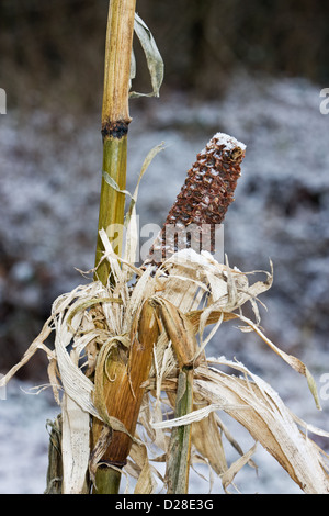 L'usine de maïs avec de l'oreille gauche, rongé en hiver sur le terrain Banque D'Images