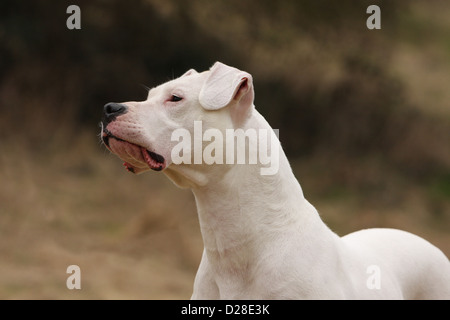 Chien Dogo Argentino / Dogue Argentin (oreilles naturelles) portrait adultes Banque D'Images