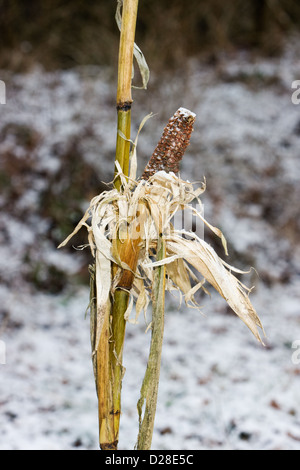 L'usine de maïs avec de l'oreille gauche, rongé en hiver sur le terrain Banque D'Images