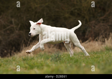 Chien Dogo Argentino / Dogue Argentin (oreilles naturelles) puppy running Banque D'Images