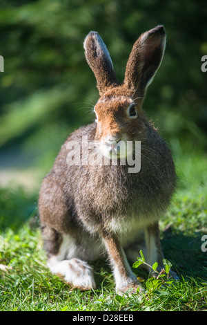 Lièvre (lat. Lepus timidus) avec les cheveux bruns en été Banque D'Images