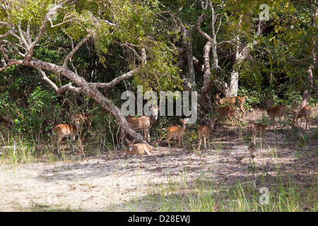 Un troupeau de cerfs communs repèrés regarder à partir de la jungle du parc national de Wilpattu au Sri Lanka Banque D'Images