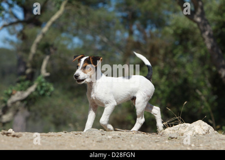 Chien Parson Russell Terrier puppy standing paw soulevées Banque D'Images