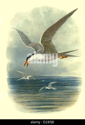 'Common Tern' GULL balayage haute résolution amélioré de l'antiquaire victorien Assiette de couleurs du livre d'oiseaux de Cassell « Common Tern » des années 1860 Banque D'Images