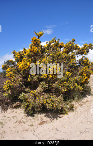 Vue d'un bush ajoncs en fleurs sur une partie du sable heath Dorset UK Banque D'Images