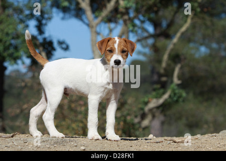 Chien Parson Russell Terrier puppy standing Banque D'Images