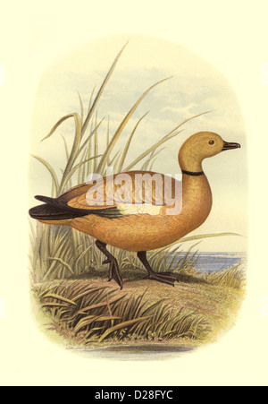 « Ruddy Shelduck » Duck balayage amélioré haute résolution de l'antiquaire victorien Assiette de couleurs du livre d'oiseaux de Cassell « Ruddy Shelduck » des années 1860 Banque D'Images