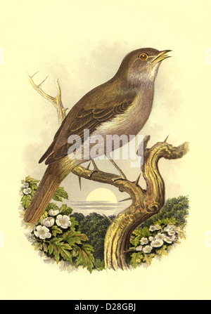 Nightingale Bird numérisation haute résolution améliorée de couleur victorienne antique Assiette du livre des oiseaux de Cassell ''Nightingale'' des années 1860 Banque D'Images