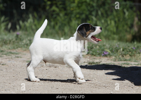 Chien Parson Russell Terrier puppy profil permanent Banque D'Images