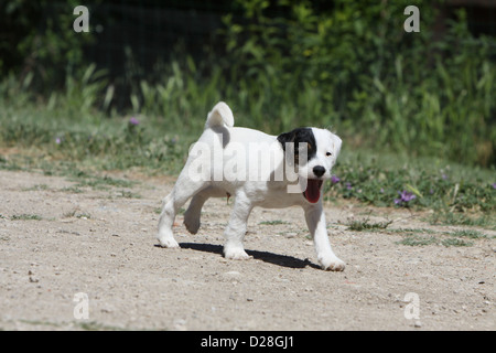 Chien Parson Russell Terrier puppy running Banque D'Images