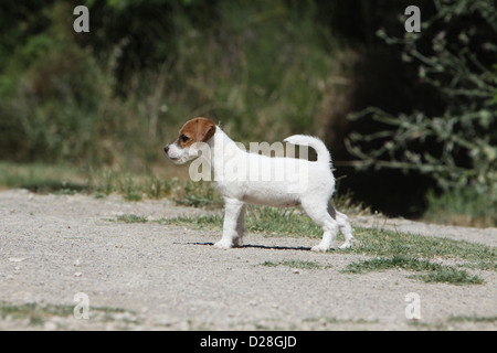 Chien Parson Russell Terrier puppy standing Banque D'Images