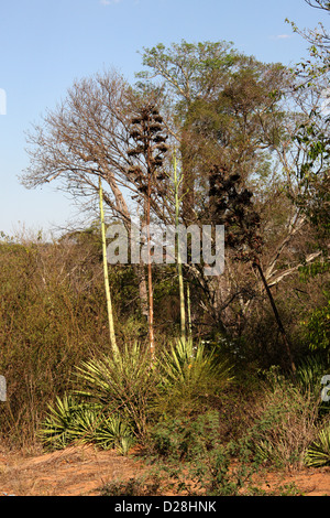 Les plantes, en sisal Agave sisalana, Agavaceae. Le Parc National de Zombitse Vohibasia, entre Ranohira et Toliara, Madagascar, Afrique. Banque D'Images