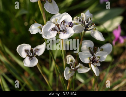 Du Parthenocissus tricuspidata Moraea, Iridaceae, Province du Cap, Afrique du Sud. Banque D'Images