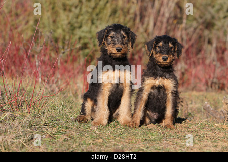 Chien Airedale Terrier / Terrier deux chiots assis au bord de l'eau Banque D'Images