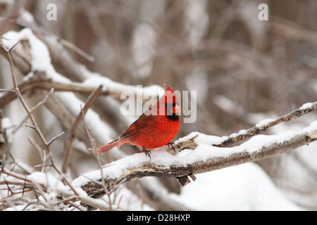 Cardinal rouge mâle en plumage d'hiver Banque D'Images