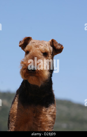 Chien Airedale Terrier / Terrier au bord de l'eau portrait adultes Banque D'Images