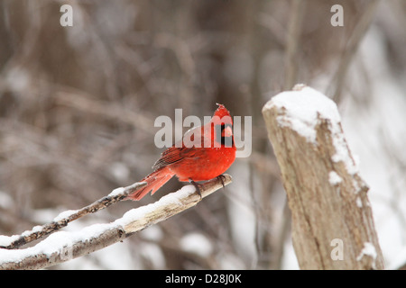 Cardinal rouge mâle en plumage d'hiver Banque D'Images