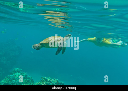 USA, Hawaii, Maui, Keawekapu Beach. Snorkeler sous l'eau avec une tortue de mer verte. (MR) Banque D'Images