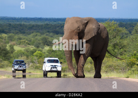 L'éléphant africain (Loxodonta) grand mâle traverse la route dans le parc national Kruger comme véhicules de tourisme s'arrêter de regarder. Banque D'Images