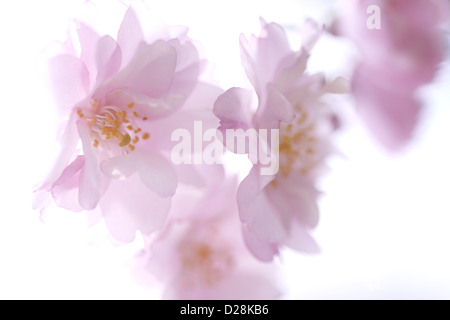 Cerisiers en fleurs Banque D'Images