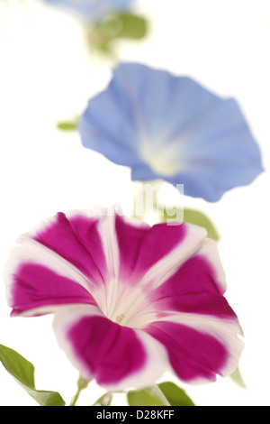 Morning Glory flowers Banque D'Images