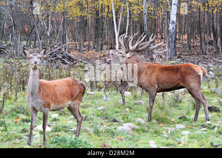 Bull et doe Red Deer (Cervus elaphus) en automne Banque D'Images