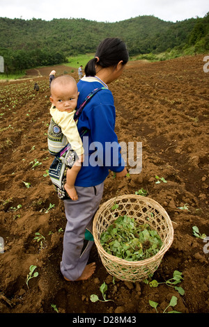 Une mère et son bébé de l'ethnie Hmong, travaillant sur terrain, au produit le chou, à Chiang Mai, Thaïlande, Asie Banque D'Images