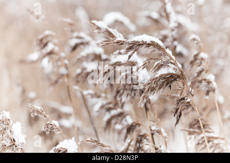 Reed côtières sèches recroquevillés de neige, nature background Banque D'Images