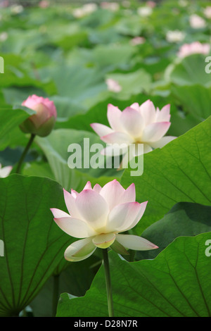 Fleurs de Lotus Banque D'Images
