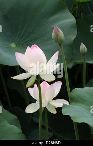 Fleurs de Lotus