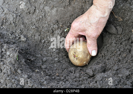 La plantation de pommes de terre germées senior femme seedling Banque D'Images