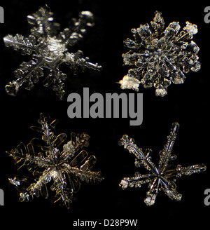 Snowflake sous un microscope sur le fond noir Banque D'Images