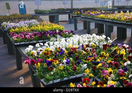 Pensées pour la vente au magasin de fleur Banque D'Images