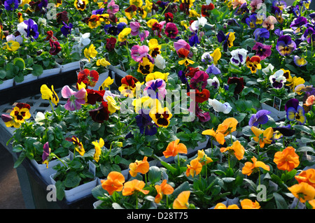 Pensées pour la vente au magasin de fleur Banque D'Images