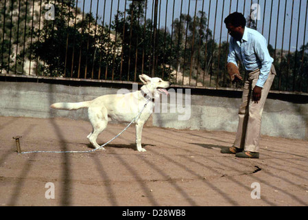 Der Weisse Hund Von Beverly Hills chien blanc Paul Winfield Nach langem Formation unermuedlichen es ist der weisse Hund dans la mesure où : Banque D'Images