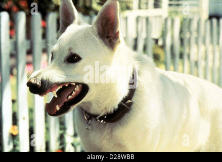 Der Weisse Hund Von Beverly Hills chien blanc Doch die Gehirnwaesche voellig hat den weissen Hund verwirrt. Zwar sieht er von Banque D'Images