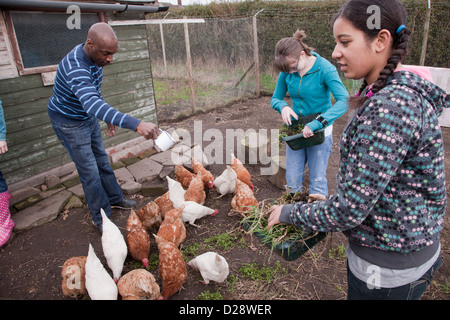 La batterie d'alimentation secourue poulets sur l'attribution. Banque D'Images