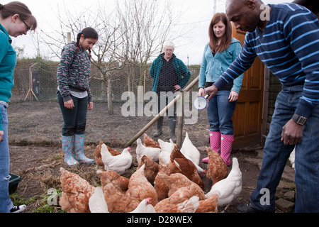 La batterie d'alimentation secourue poulets sur l'attribution. Banque D'Images