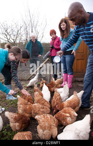 La batterie d'alimentation secourue poulets sur l'attribution. Banque D'Images