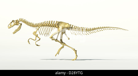 Dinosaure Allosaurus squelette photo-réalistes. Scientifiquement correctes sur fond blanc et de l'ombre portée, avec chemin de détourage. Banque D'Images