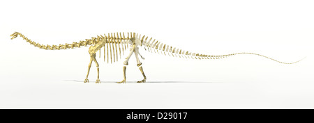 Dinosaure Diplodocus squelette complet de rendu photo-realistc. Scientifiquement correctes. Vue latérale, sur fond blanc. Banque D'Images