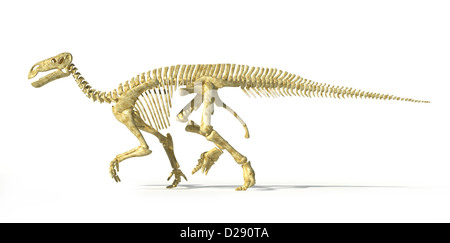 Dinosaure Iguanodon squelette complet et photo-réalistes scientifiquement correctes, vue de côté. Sur fond blanc avec ombre portée. Banque D'Images