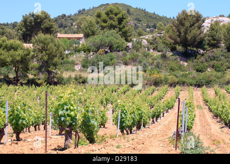 Vignoble et Villas dans les collines de calcaire. Chaîne des Alpilles, Bouches-du-Rhône, Provence, France. De juin. Banque D'Images