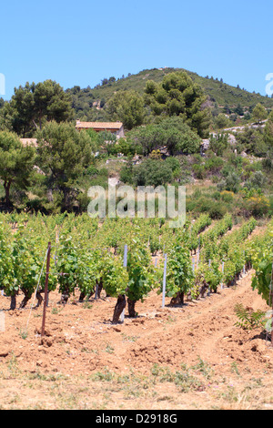 Vignoble et Villas dans les collines de calcaire. Chaîne des Alpilles, Bouches-du-Rhône, Provence, France. De juin. Banque D'Images