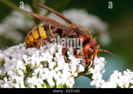 Frelon européen (Vespa crabro) Alimentation des travailleurs sur des fleurs de valériane. Ariege Pyrenees, France. De juin. Banque D'Images