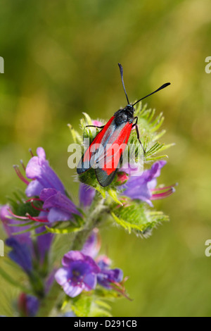 Zygaena purpuralis Burnett (Transparent) papillon se reposant sur la Vipère de Vipérine commune. Ariege Pyrenees, France. Juin Banque D'Images