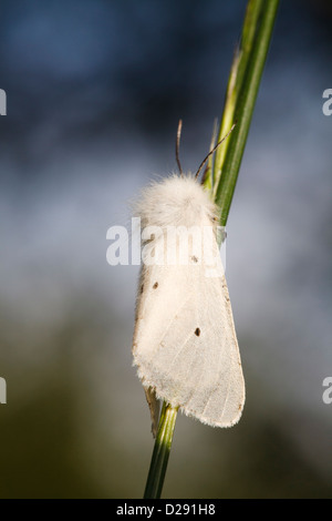 Diaphora mendica (mousseline) femelle adulte reposant sur une tige d'herbe. Pyrénées-Orientales, France. Banque D'Images